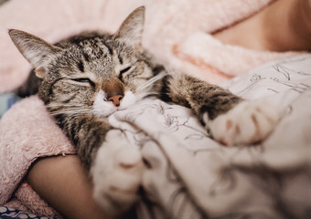 cat sleeps with a young woman, funny happy muzzle of cat, cat smiles
