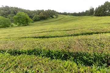 Fototapeta na wymiar Tea bushes growing up to the top of a valley in the Azores.