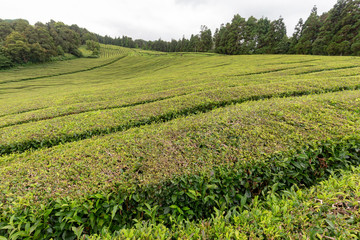 Fototapeta na wymiar View of part of a tea plantation on the island of Sao Miguel in the Azores, Portugal.