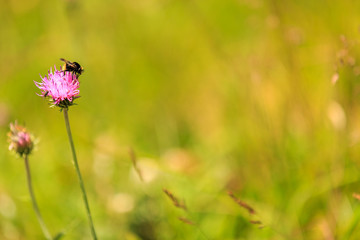 Fotobuch Hintergrund Wiese