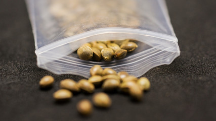 Seeds of Cannabis Marihuena Weed in black Background