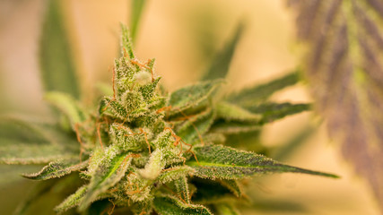 Cannabis Bud Marijuana Plant Weed in garden