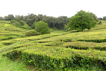 Fototapeta na wymiar Trees growing amongst hedges of tea at a plantation on Sao Miguel in the Azores.