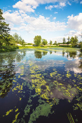 Duckweed on the water of the swamp