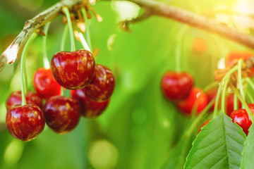 Real sweet cherry tree close up