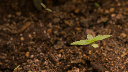 little cannabis plant growing in the garden weed outdoor sativa 
