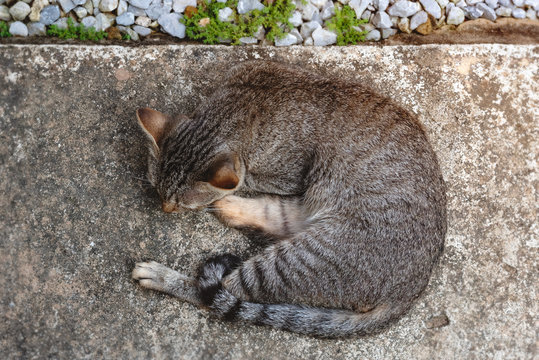 lazy sleeping cat lying on the floor