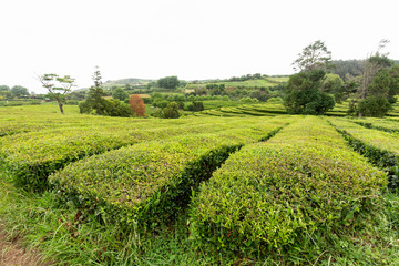 Green tea bushes growing at a tea plantation in the island of Sao Miguel, Portugal.