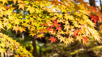 秋の軽井沢散歩
