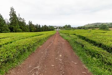 Fototapeta na wymiar A red volcanic road leading down between rows of green tea growing at a plantation in the Azores.