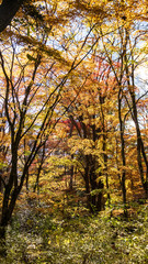 秋の軽井沢散歩