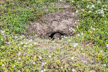 A Burrowing Owl in Cape Coral, Florida