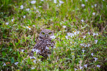 A Burrowing Owl in Cape Coral, Florida