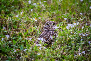 A Burrowing Owl in Cape Coral, Florida