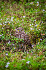 A Burrowing Owl in Cape Coral, Florida