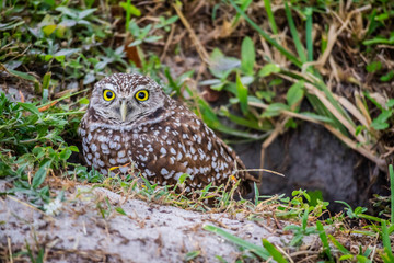 A Burrowing Owl in Cape Coral, Florida