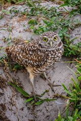 A Burrowing Owl in Cape Coral, Florida