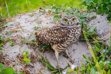 A Burrowing Owl in Cape Coral, Florida