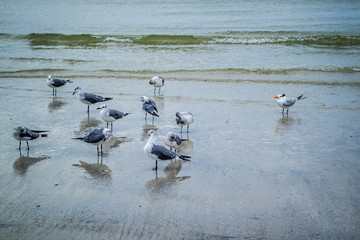 A Royal Turn Bird and Great Great Black-backed Gulls in Fort Myers, Florida