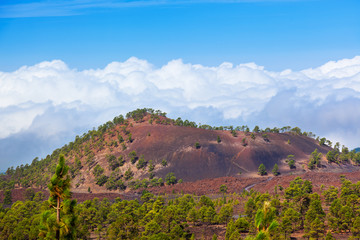 Trees over clouds at volcano Teide in Tenerife island - Canary
