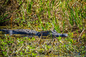 A large American Alligator in Abbeville, Louisiana