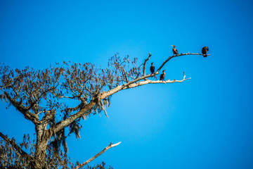 Double Crested Cormorant birds in Abbeville, Louisiana