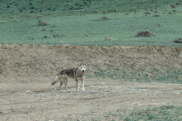 Naklejka premium Dog guide in the Altai mountains