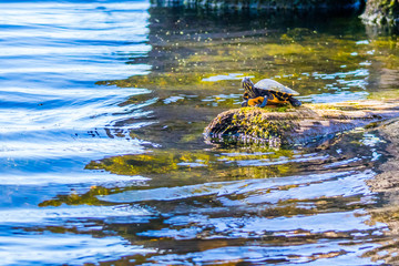 A big Painted Turtles in Abbeville, Louisiana