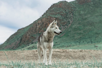 Dog guide in the Altai mountains