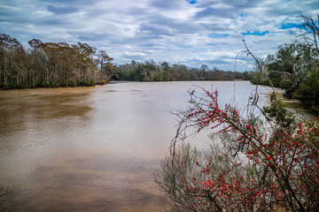 Beautiful Evangeline Pond in St. Martinville, Louisiana
