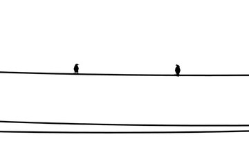 Two birds standing on the wire and look at each other. Pair of White-vented Myna (Acridotheres grandis) is  arguing. Black and white minimal background.