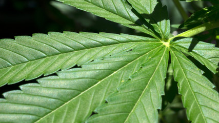 Cannabis Leaf Marijuana Weed Plant in Black Background