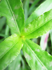  Leaves,  Foliage and Green Nature  