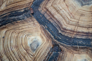 Close-up of Asian giant tortoise shell