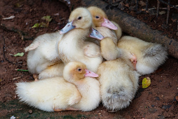 Many ducklings sleeping