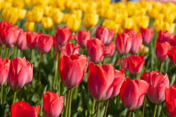 Fototapeta premium red and yellow tulips blooming in garden in soft focus