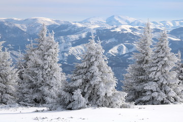 Winter Landscape with Snow and Trees