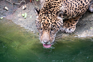 Leopard drinking water pool