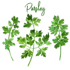 Parsley, watercolour illustration