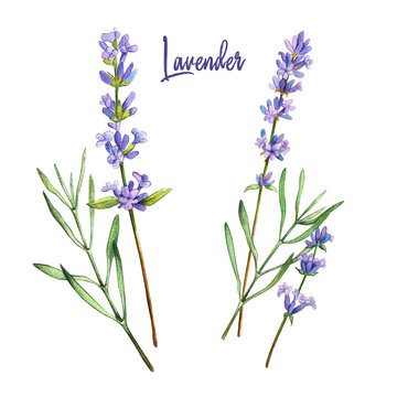 Lavender, Watercolour Illustration