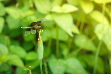 Dragonfly on the green leaf in natural light leafs background