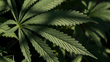 Naklejka na ściany i meble Cannabis Leaf Marihuana Weed Plant in Garden