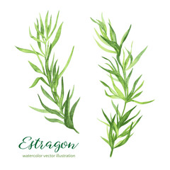Estragon. Vector watercolor illustration - obrazy, fototapety, plakaty
