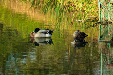 矢ケ崎公園　秋