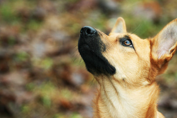 Fototapeta premium Mixed breed dog