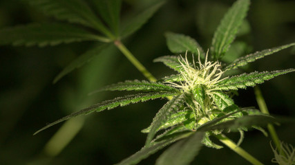 Cannabis Bud Weed Marijuana Plant Grow Garden outdoor