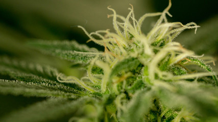 Fototapeta na wymiar Cannabis Marijuana Weed Bud Macro Close Up In Garden Grow