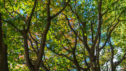 矢ケ崎公園　秋