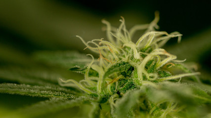 Cannabis Marijuana Weed Bud Macro Close Up In Garden Grow