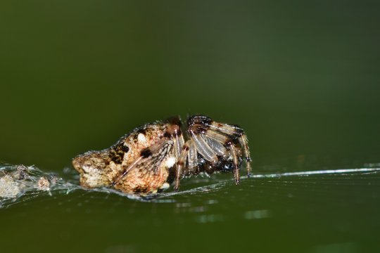 A tiny Trashline Orbweaver spider sitting in its web. These spiders create a line of trash from their previous meals in their web, and their body blends in with it to hide it from predators.